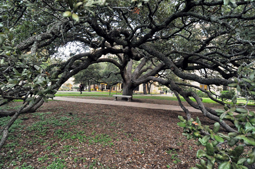 Century Tree-recent